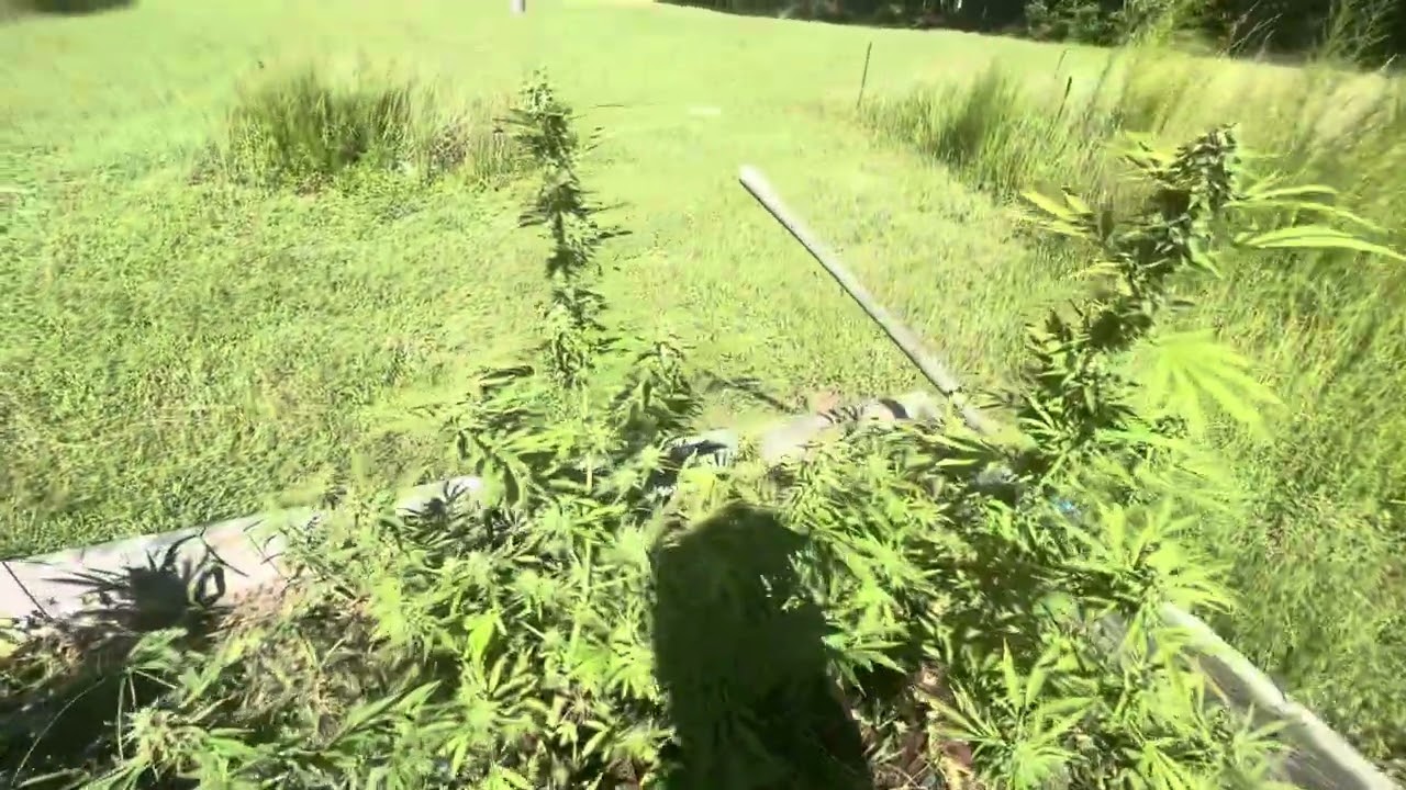 Outdoor Cannabis Grow ASMR