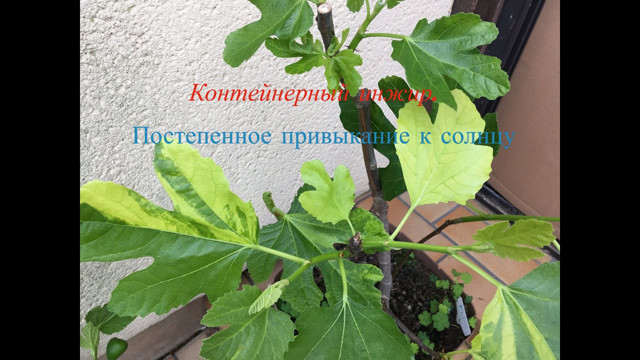 Инжир. Выращивание в контейнере. Аклиматизация при выносе из веранды ( теплицы) в сад. Вариегатность