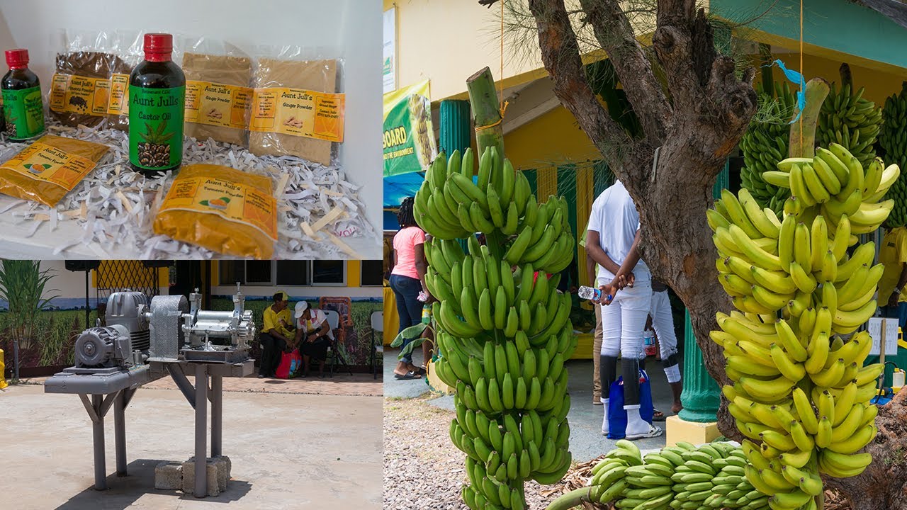 Denbigh Agricultural Industrial Farm Show 2019 Jamaica