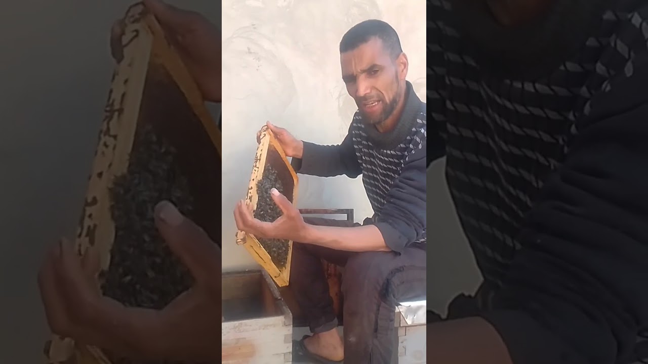 كيف تدير طرد نحل غير مستقر باحتراف؟ نصائح ذهبية لضمان نجاحك