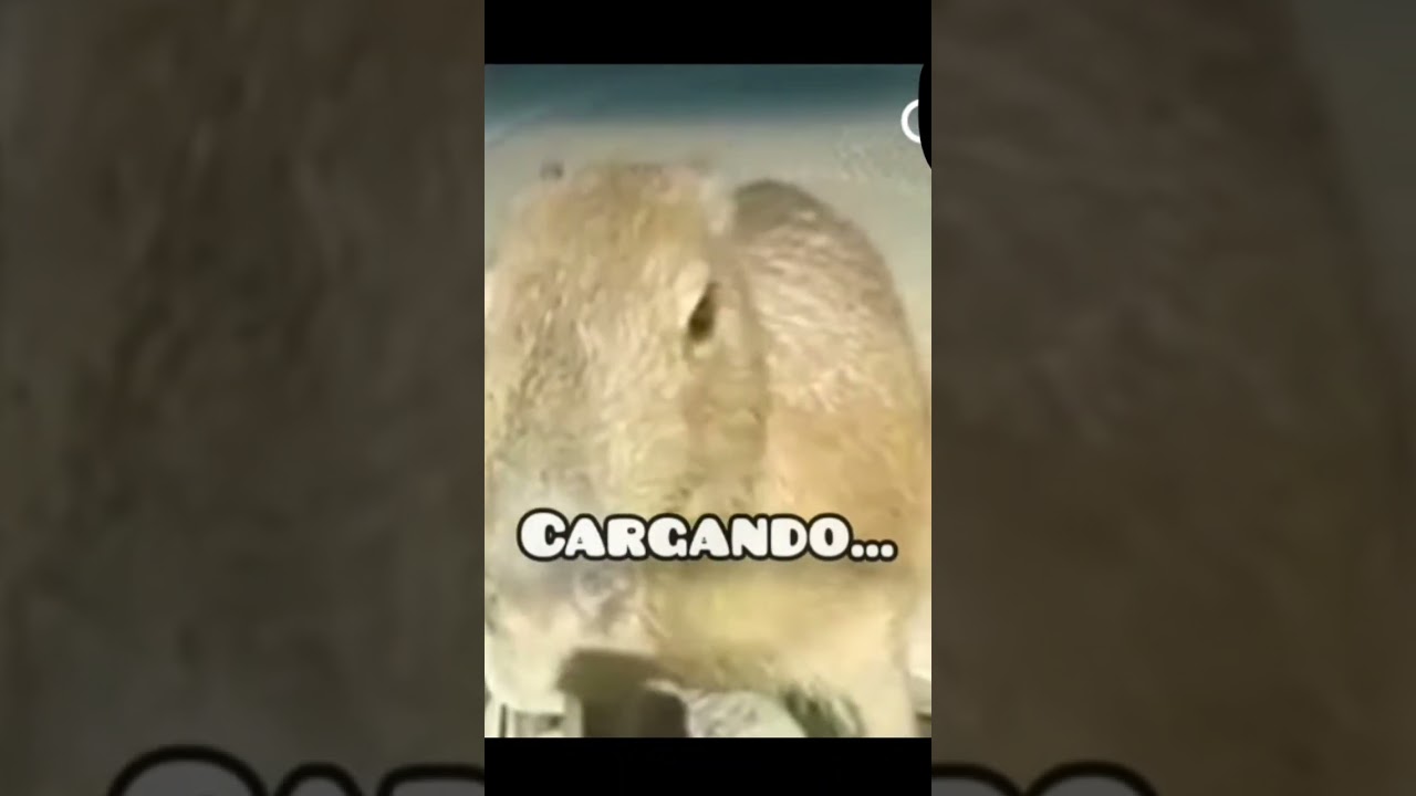 huevito de capigod