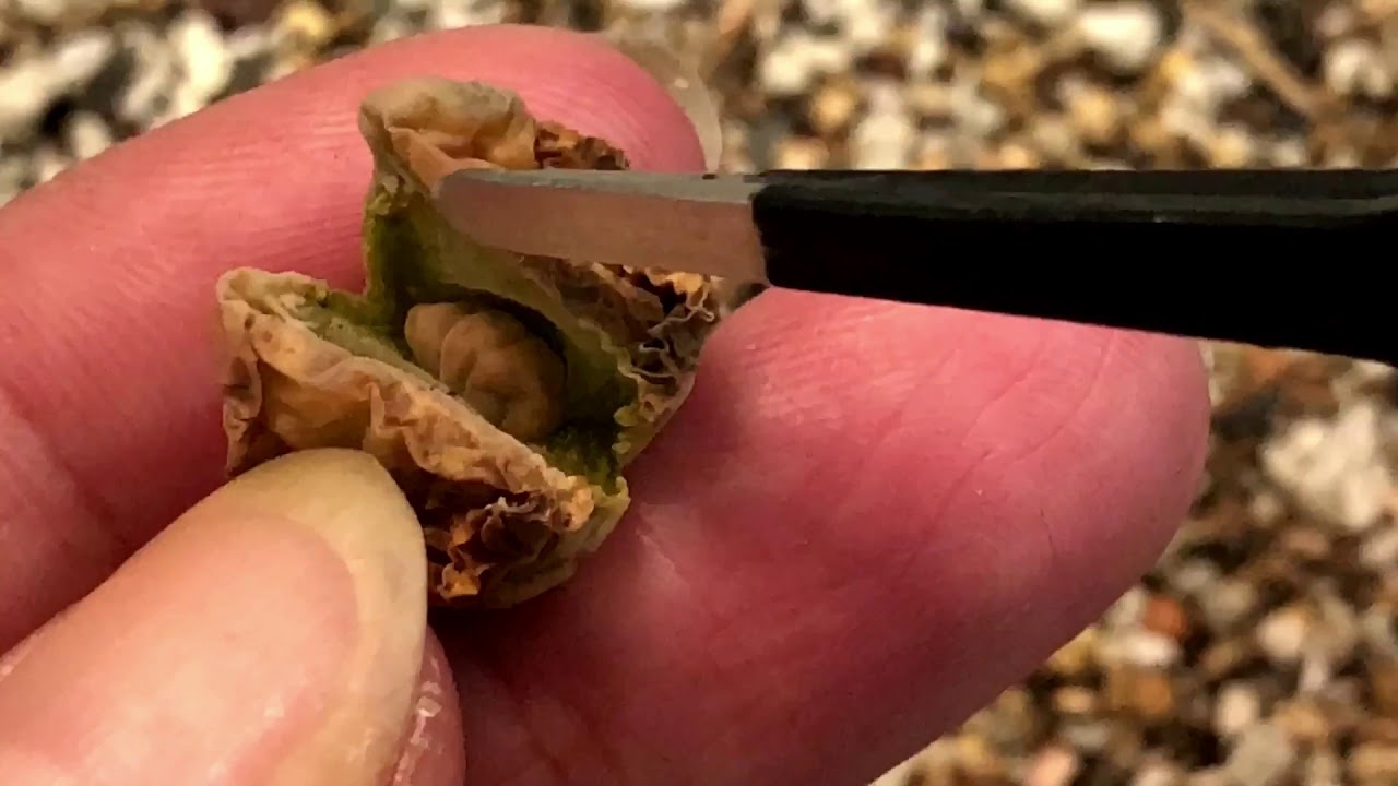 JustKis #29 Is My Lithops Dead Or Shedding?  27 February 2021