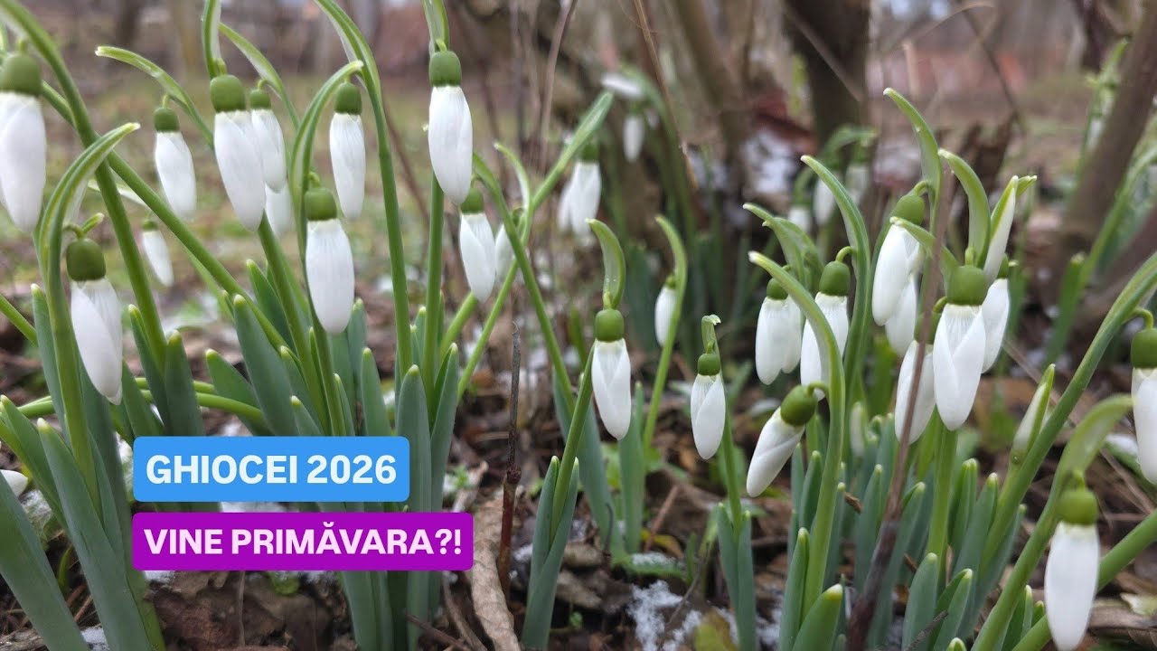[4K][09 FEBRUARIE 2026] GHIOCEI - VINE PRIMĂVARA?! SAU...?!
