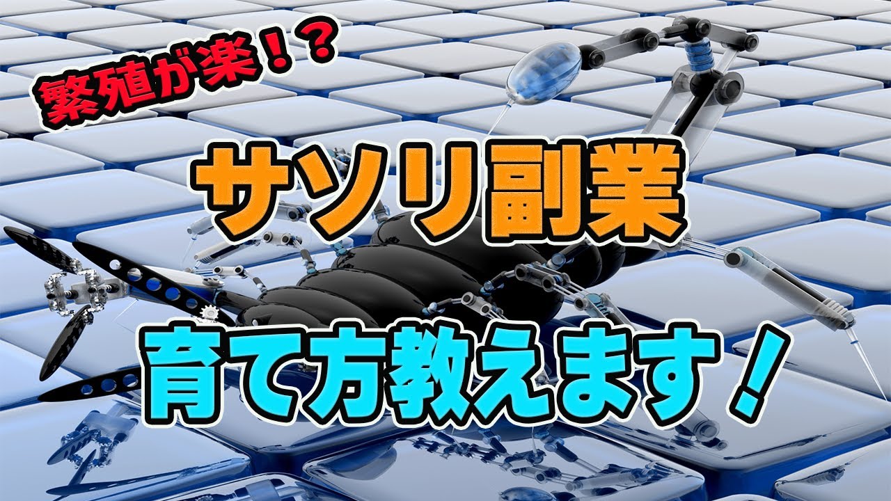 【サソリ副業】繁殖が楽！サソリでお金を稼ぐ方法！！