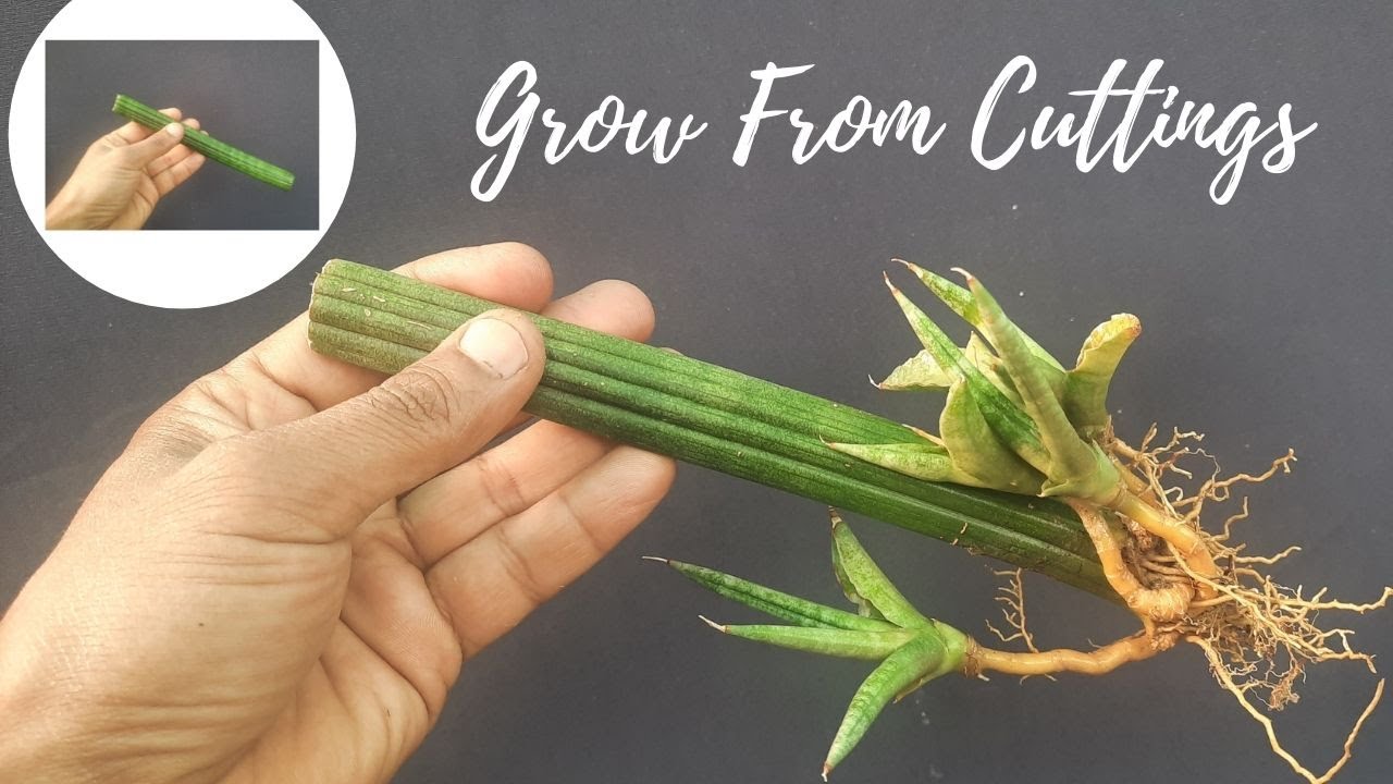 Sansevieria Cylindrica Propagation by  Cuttings