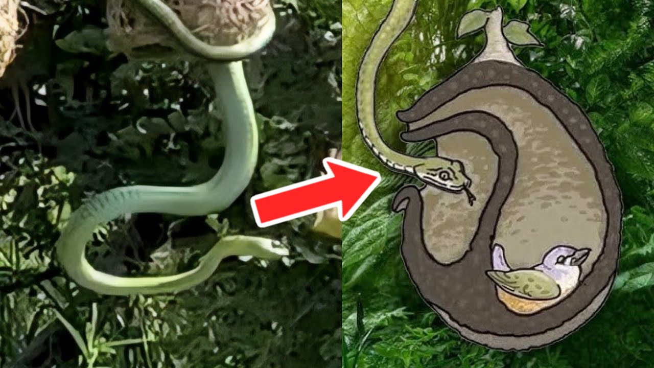 NIDO FALSO de Aves ¡A Prueba de SERPIENTES! 🐍🚫