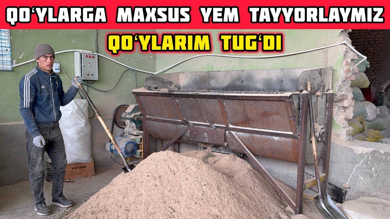 Qoʻy Boqish Sirlari,Arzon Yem Bilan Sovluq Boqish,Qoʻylar Tugʻdi