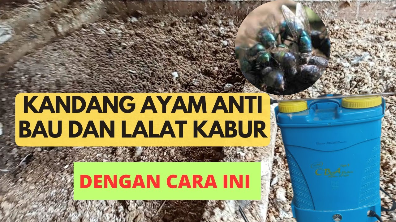PAKAI CARA INI KANDANG AYAM ANTI BAU DAN LALAT KABUR