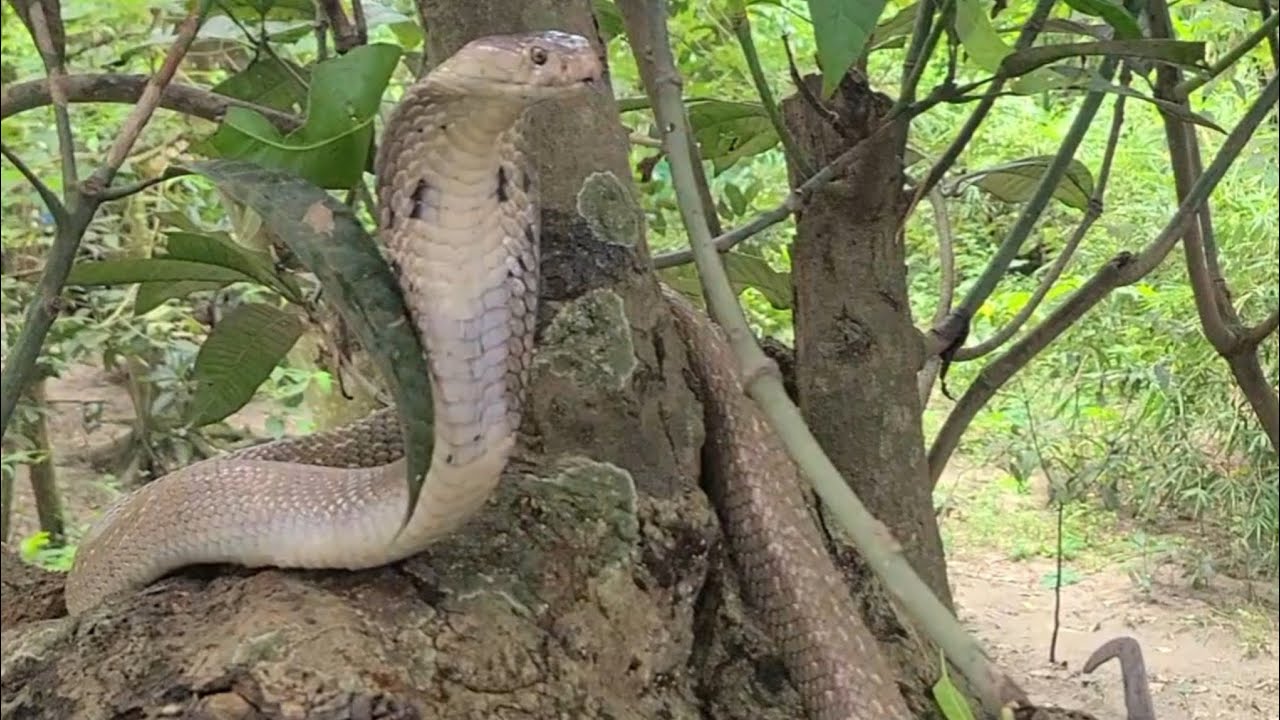 গাছের উপর থেকে অনেক বড় সাপ উদ্ধার করা হলো #snake #cobra #foryou 