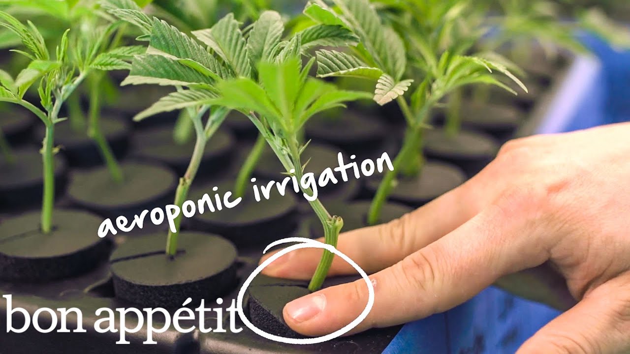 How the Professionals Grow Marijuana