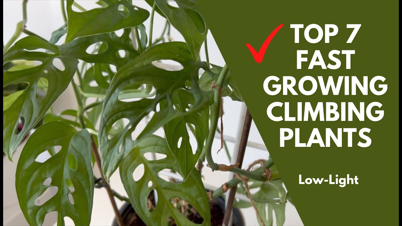 Top 7 Fast Growing Climbing Houseplants for Medium to Low Light Spaces