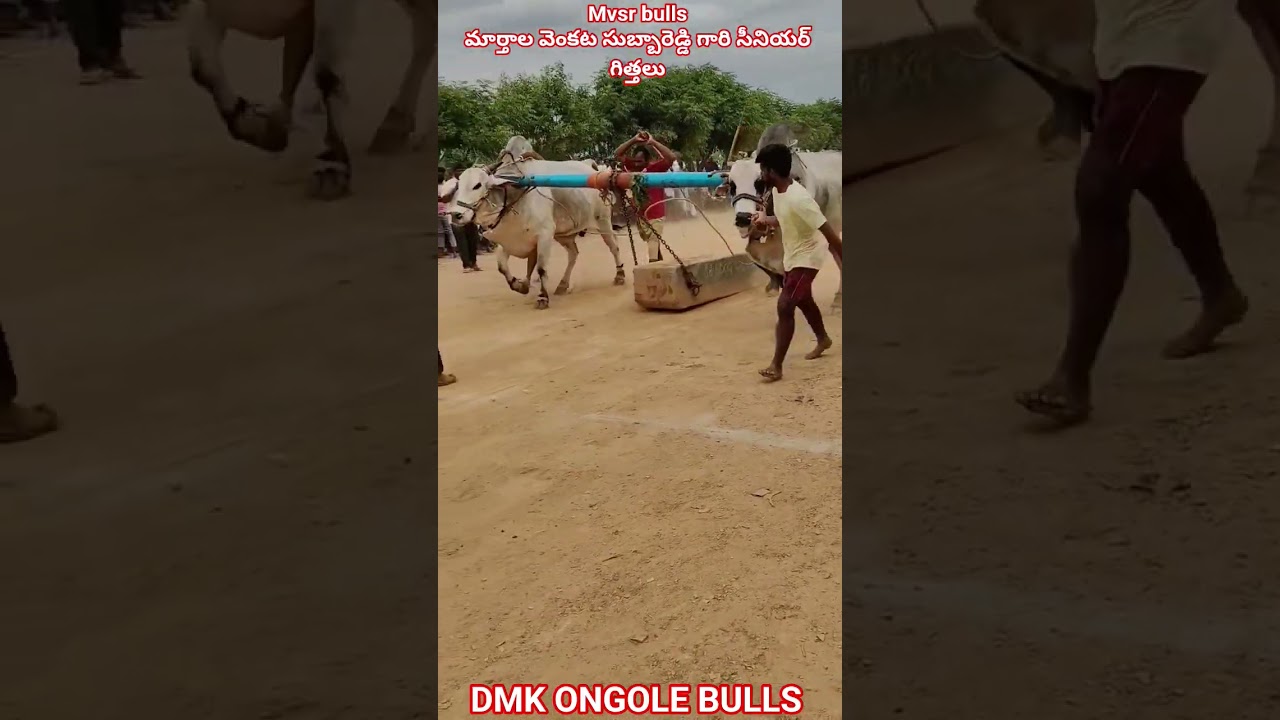 !!MVSR BULLS marthala Venkata subbareddy Garu #youtubeshorts #shorts #trendingshorts