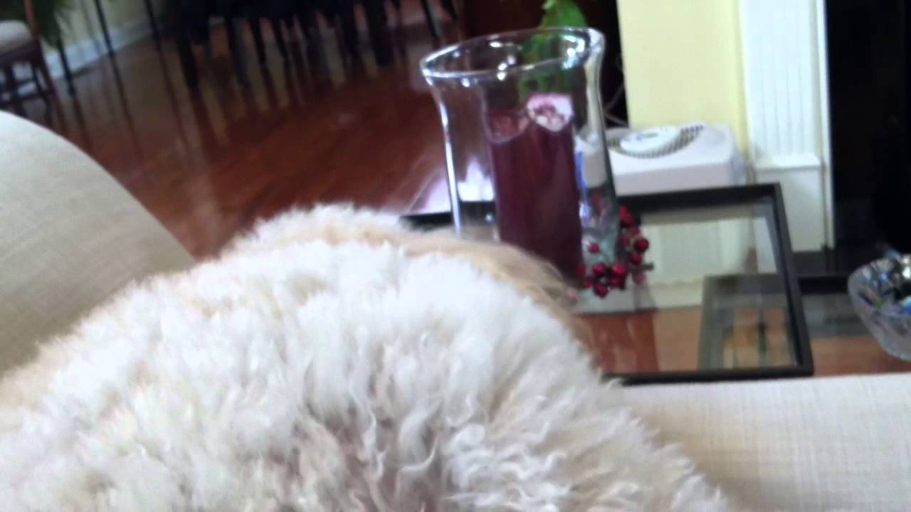 Boucle and the Poodle Huff