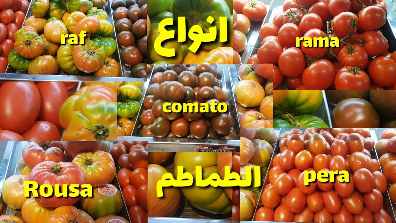 أنواع الطماطم الجودة والمذاق