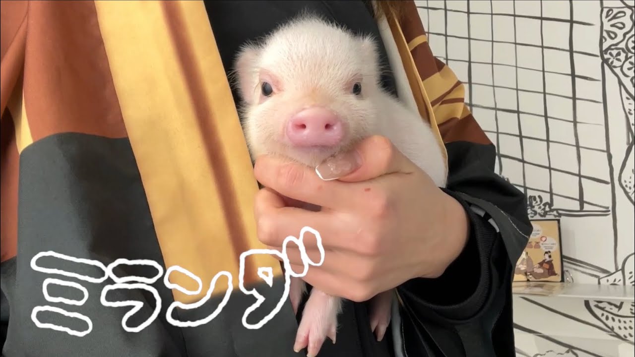 pigちゃん紹介動画〜ミランダ Miranda〜
