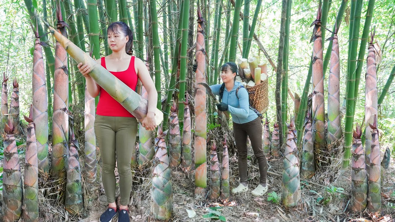 REWIND TIMELAPSE --888Days Harvested Lots Of Big Bamboo Shoots Go To Sell - Phuong's Story