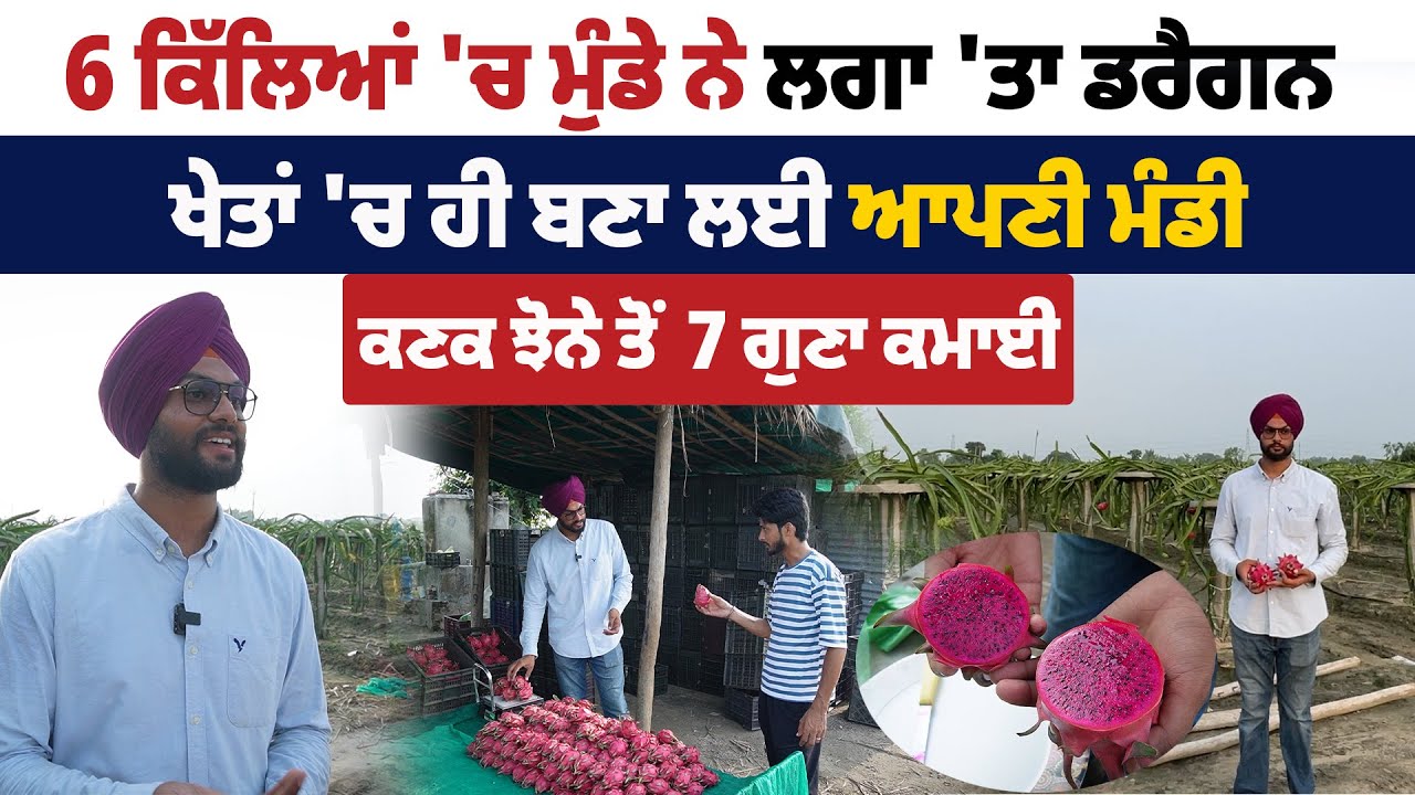 ਖੇਤਾਂ 'ਚੋਂ ਨੋਟ ਕਮਾਉਣ ਦਾ ਸਿੱਖੋ ਤਰੀਕਾ, 6 ਕਿੱਲਿਆਂ 'ਚ ਮੁੰਡੇ ਨੇ ਲਗਾ 'ਤਾ ਡਰੈਗਨ, ਖੇਤਾਂ 'ਚ ਬਣਾ ਲਈ ਆਪਣੀ ਮੰਡੀ