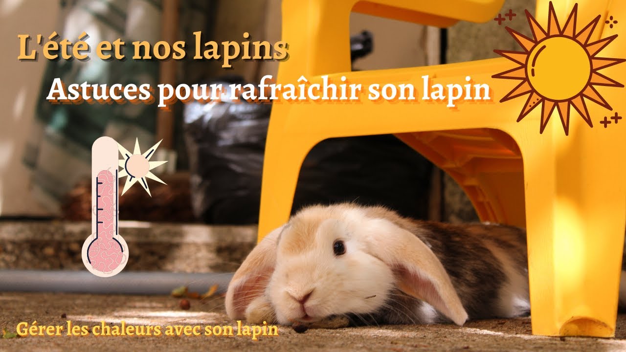 GERER LA CHALEUR AVEC SON LAPIN || COMMENT RAFRAICHIR SON LAPIN ? || L'été et les lapins || Astuces