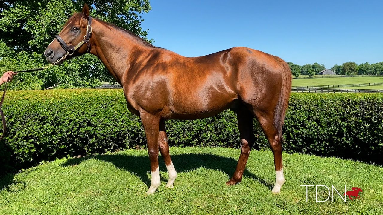 Collected's First Crop Reflecting His Pedigree's Sire Power