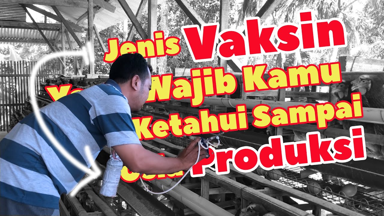 Panduan Lengkap  VAKSIN WAJIB Untuk Ayam Usia 13 Minggu sampai Produksi ❗❗