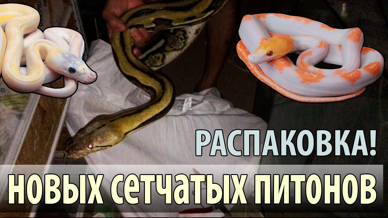 Распаковка самых больших змей