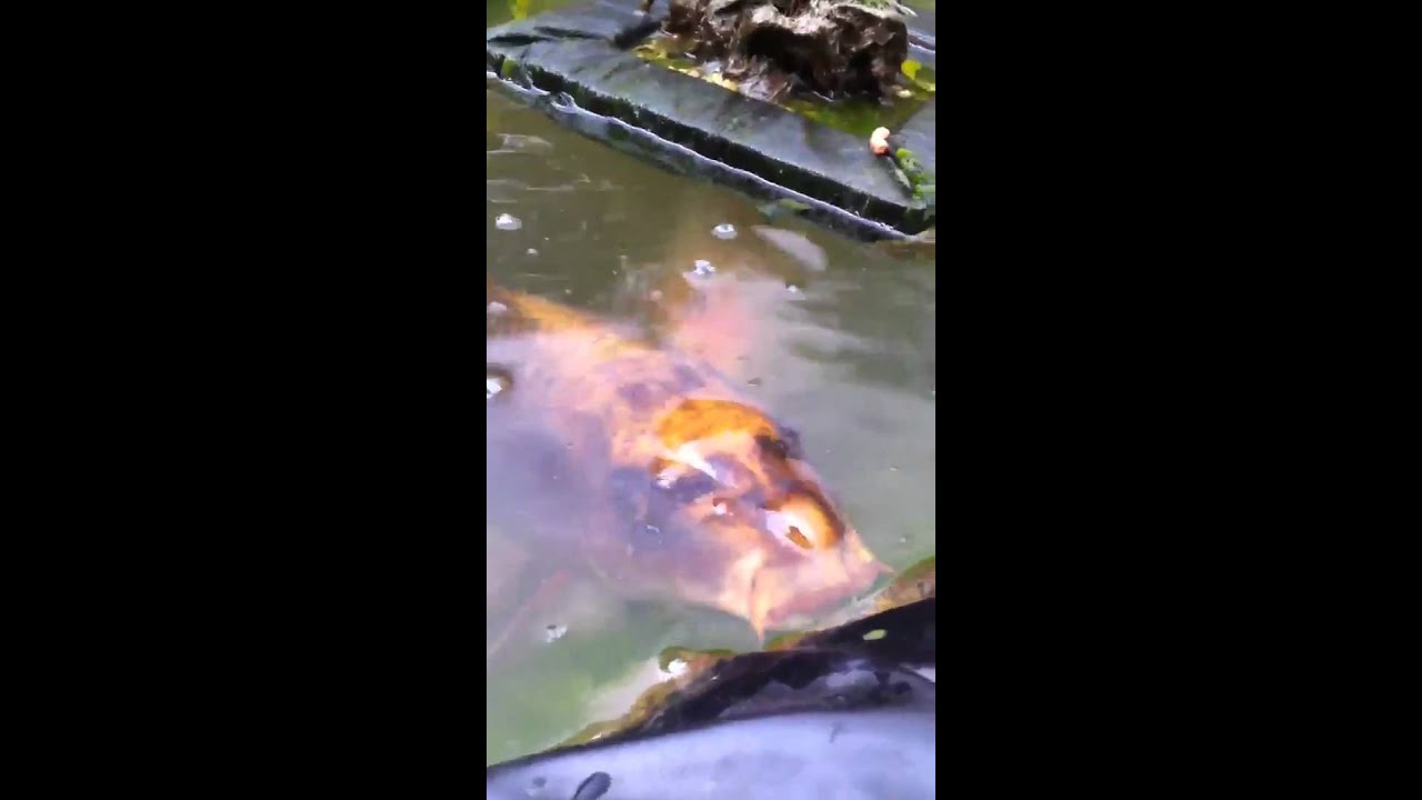 Hungry Carp