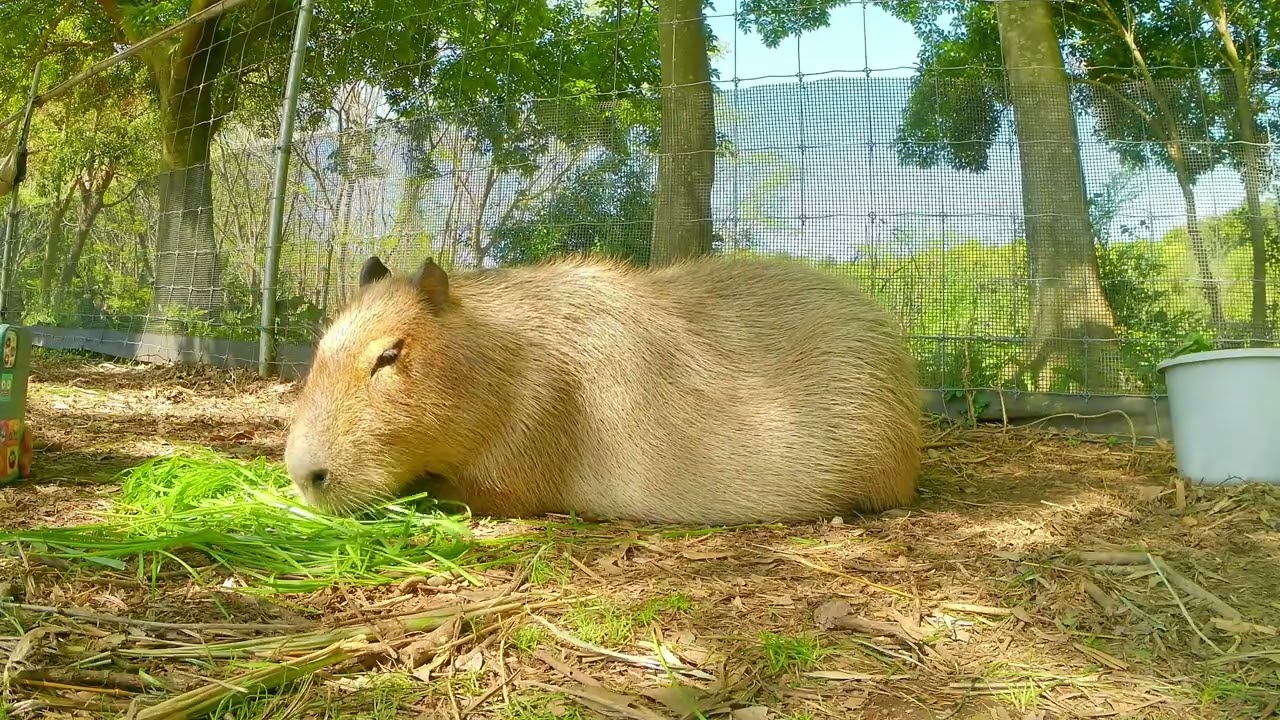Sleep in 5 Minutes: Soothing Capybara & Relaxation Music
