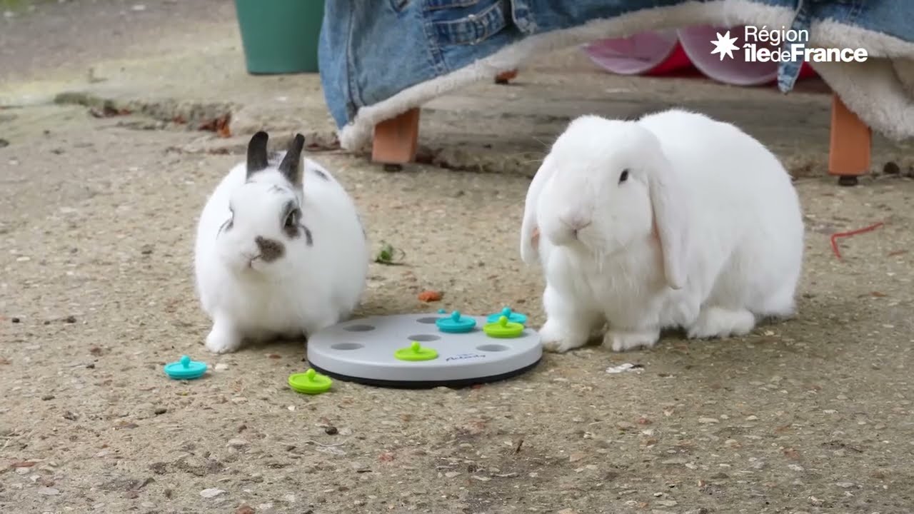 Reportage ateliers de médiation animale et projet Ferme thérapeutique au CH Théophile Roussel