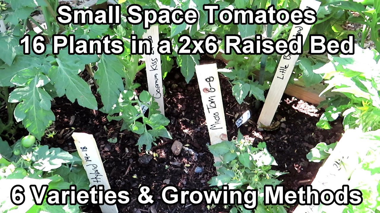 Growing Micro & Dwarf Tomato Plants in Small Spaces: Basic Setup, Plant Varieties, Growth Examples