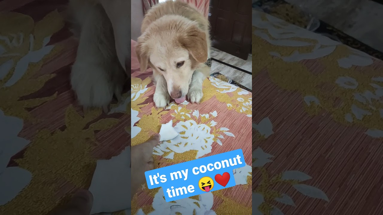 It's coconut time 😝🐶❤ | I eat coconut too #Shorts #doglover #petlovers #tyson #goldenretriever #fun