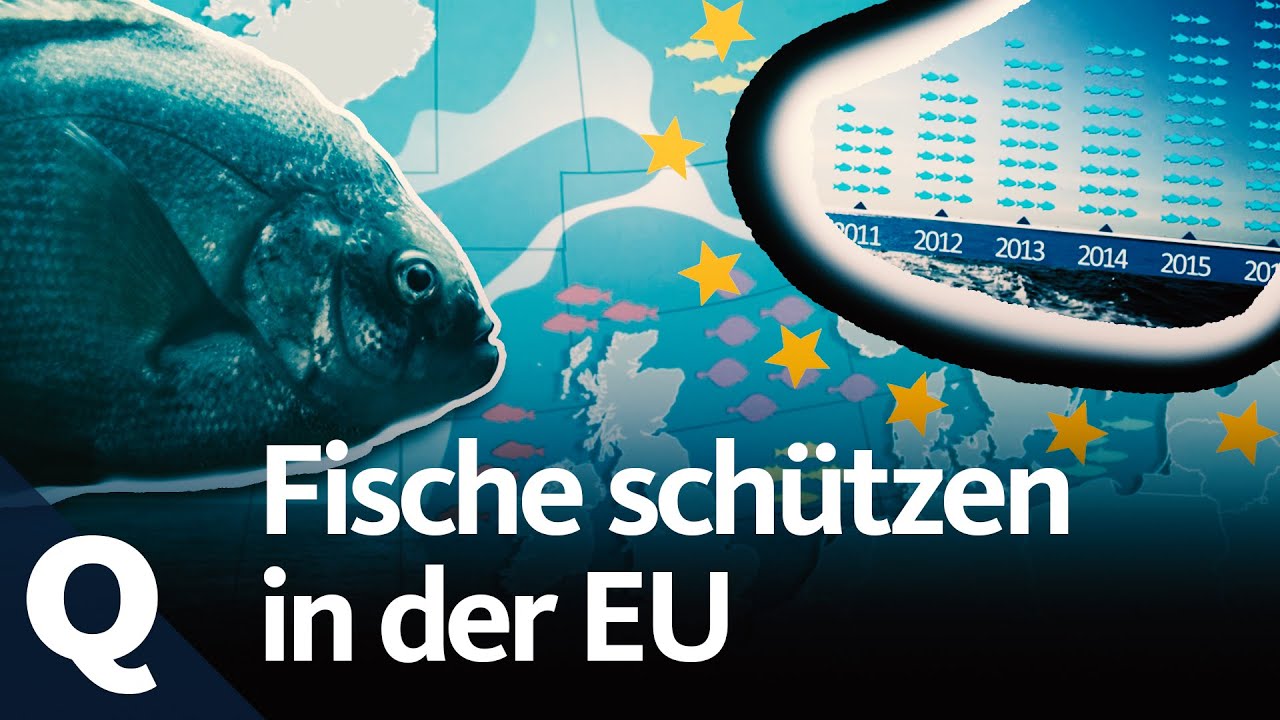 Fisch nach Quote: Wie die EU die Nordsee rettet | Quarks