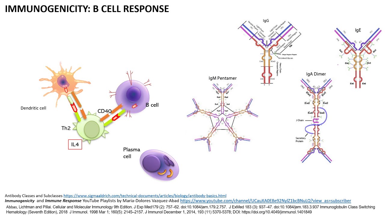 Immunogenicity causing Antidrug Antibodies: How, Why, Which cells, What and When?