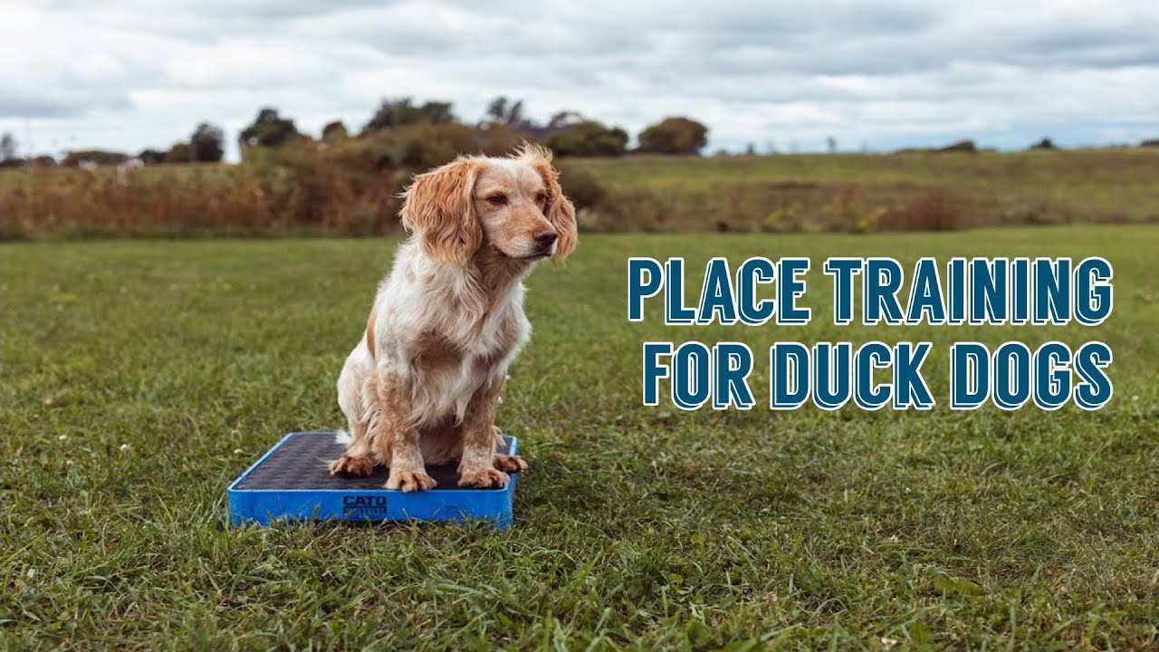 Place Training for Duck Dogs with Cato Outdoors