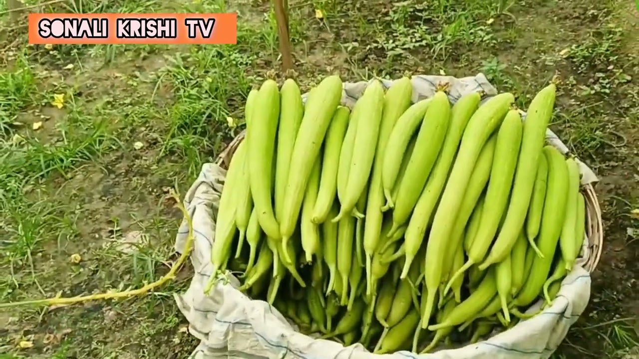 ধুন্দুল চাষে  দ্বিগুন ফলন পাবেন | Sponge Gourd cultivation,#sonali krishi tv