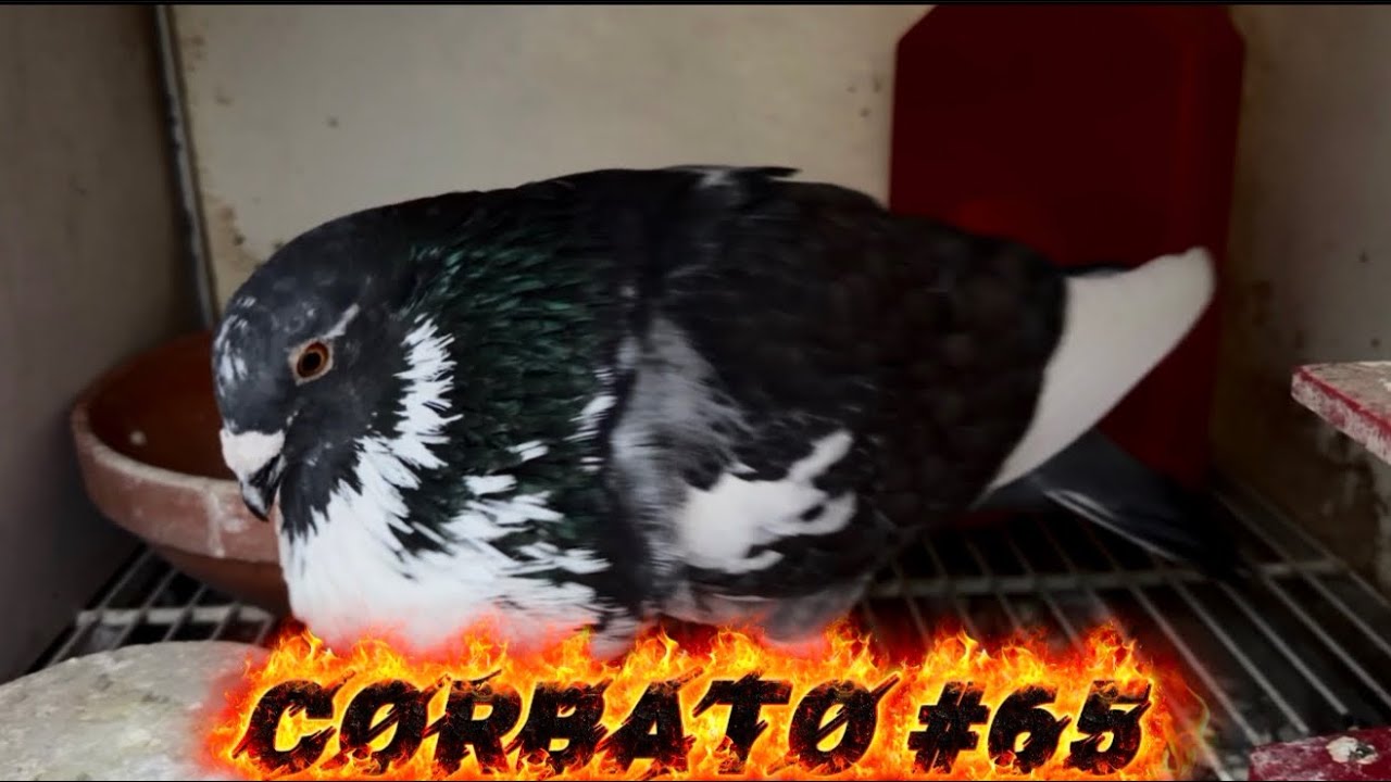 CORBATO #65 CAPTURA PICHON CENIZO REANILLADO x REINIER 7/2756