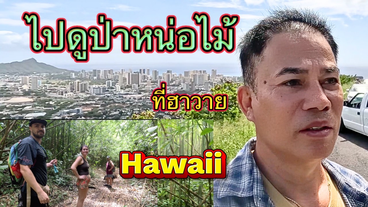 ป่าหน่อไม้ในฮาวาย Bamboo forest Round Top Makiki Hawaii