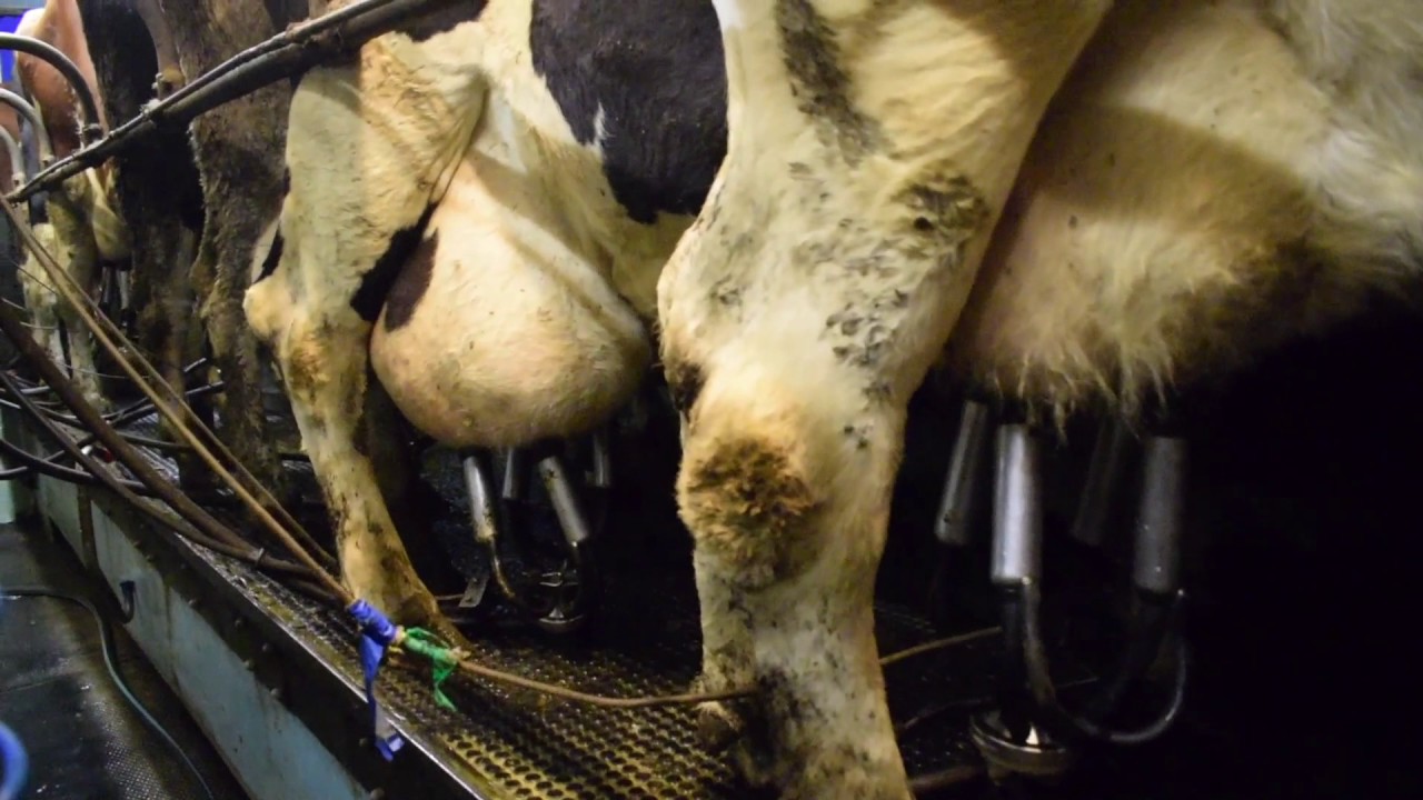 Raw Milk! What? and Why?