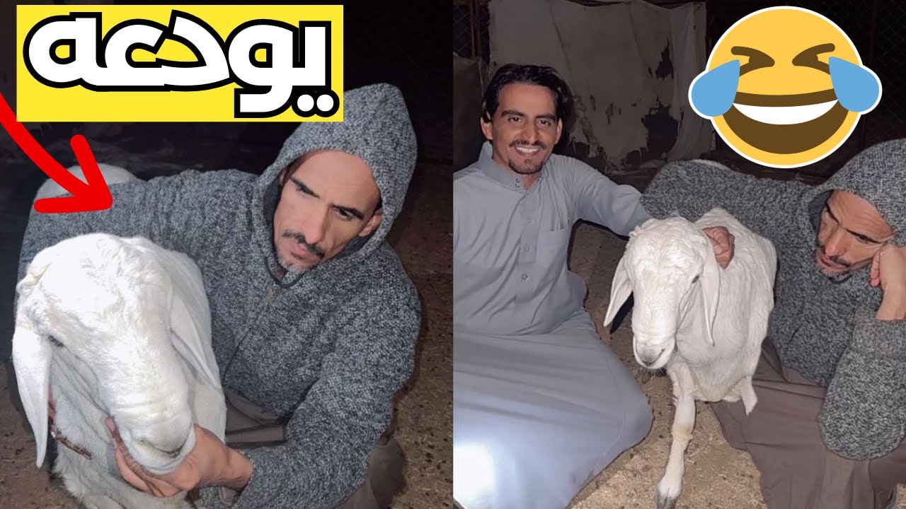 زعتور خسر الخروف الصنف بغلطة 😂🐑