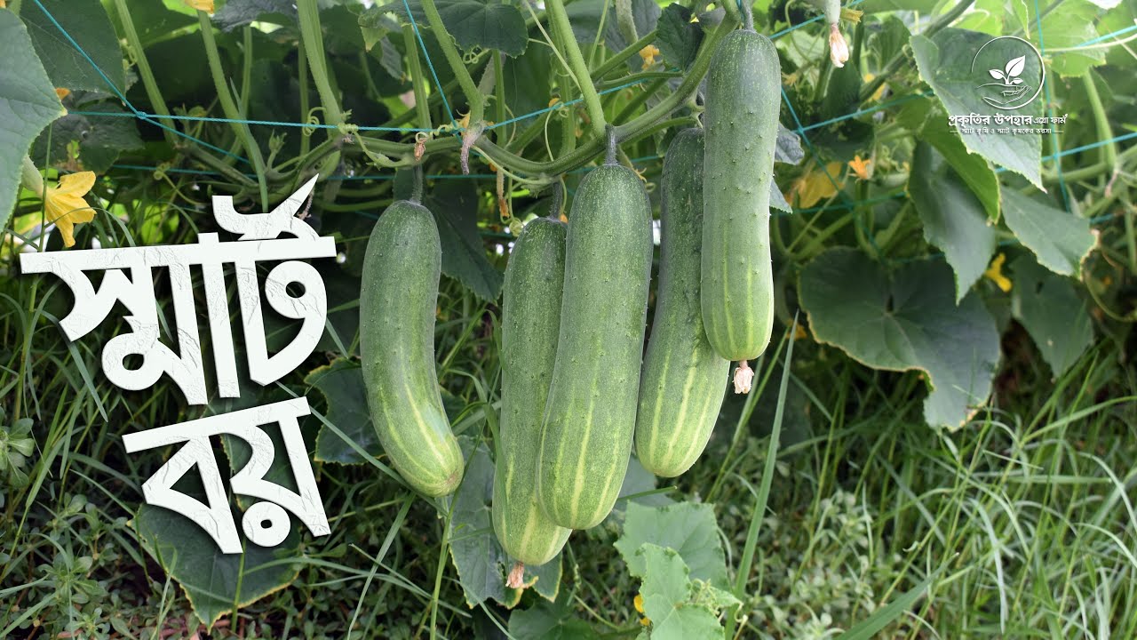 স্মার্ট  বয় শসা🌱 |  প্রকৃতির উপহার এগ্রো ফার্ম