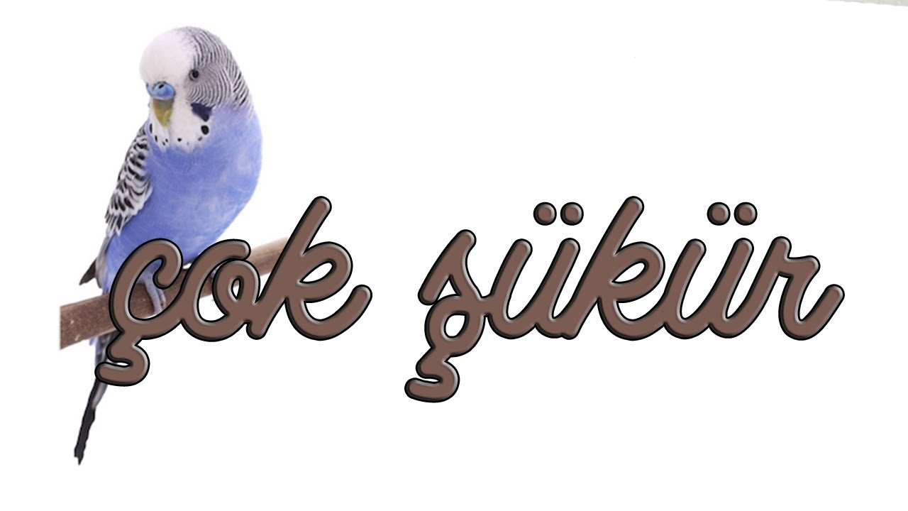 ÇOK ŞÜKÜR KONUŞTURMA KAYDI!