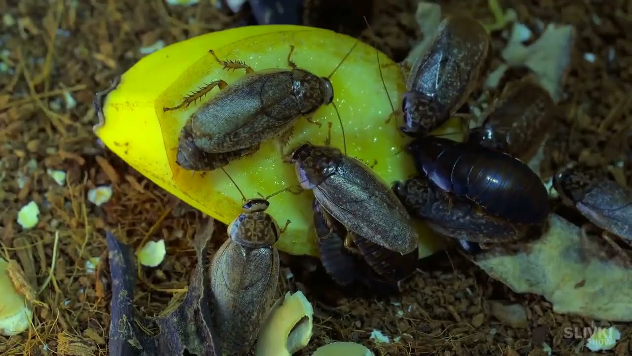 WHAT HAPPENS IF A COCKROACH SMOKES 20 CIGARETTES