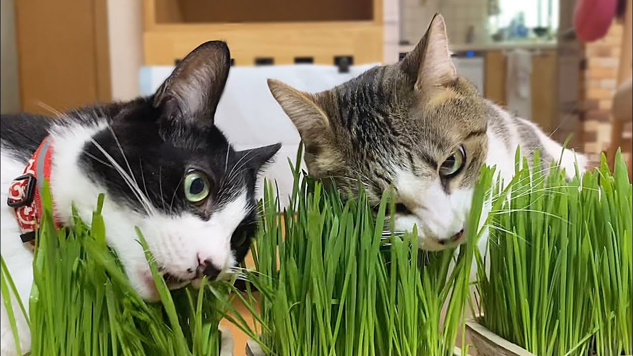 猫草が好きすぎて奪い合って食べる猫