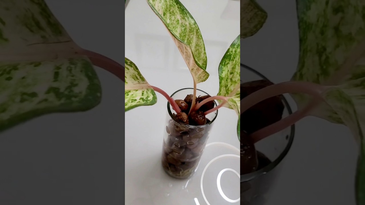 #PlantasNa&Aacute;gua #HidroponiaDecorativa   #CuidadosComPlantas  #PlantasNoApartamento #MiniJardim
