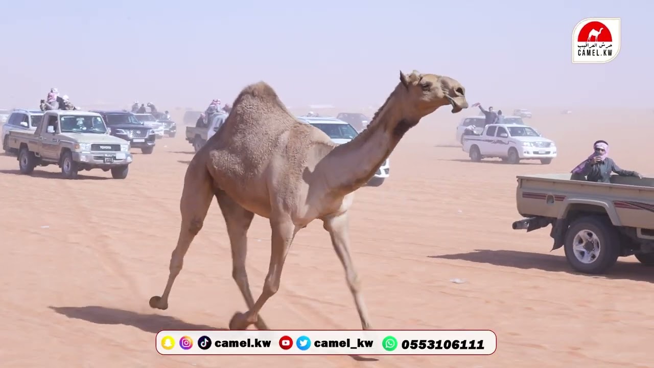 مسيرة ثامر بن فهد الثامر فهد الزقعاني السهلي