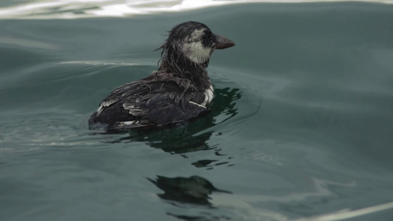 BTO Bird ID - Winter Auks