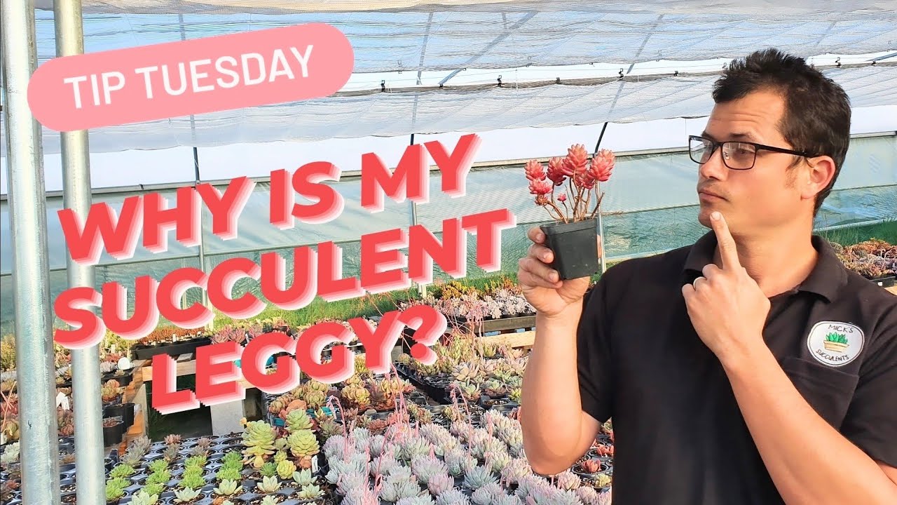 WHY IS MY SUCCULENT LEGGY? 🤔🌱💖
