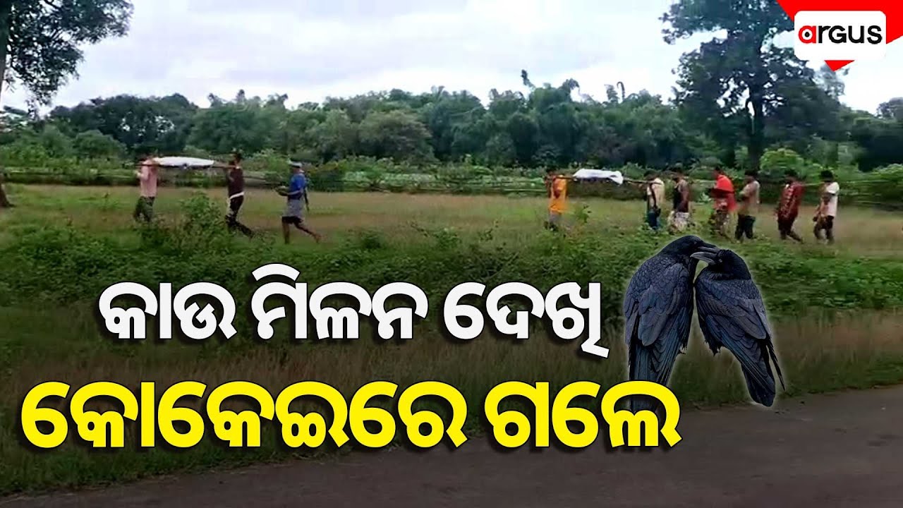 କାଉ ରୋମାନ୍ସ ଦେଖିବାରୁ କୋକେଇ ଉଠିଲା || Crow Mating || Koraput || Superstition || Argus News