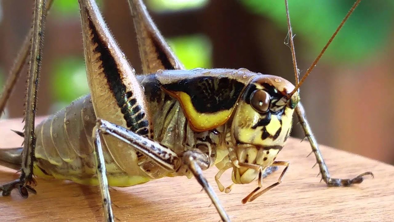 Sexy bug