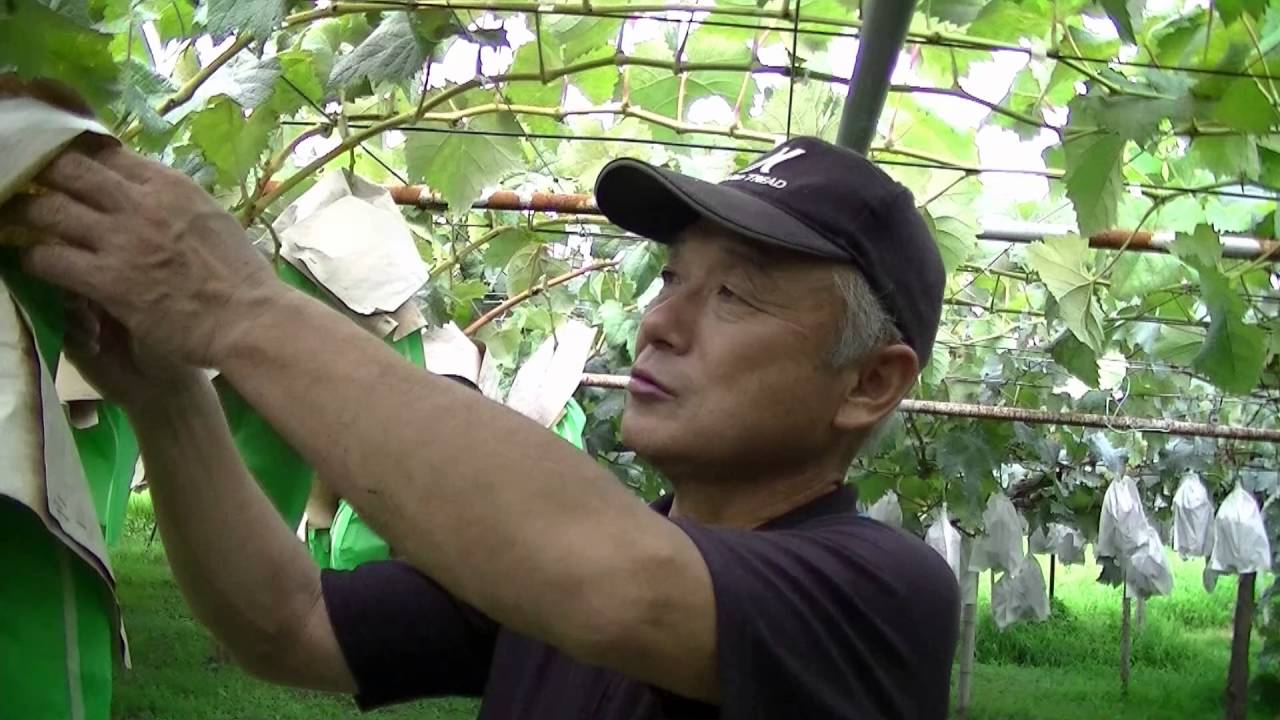 シャインマスカット20160818（林農園）
