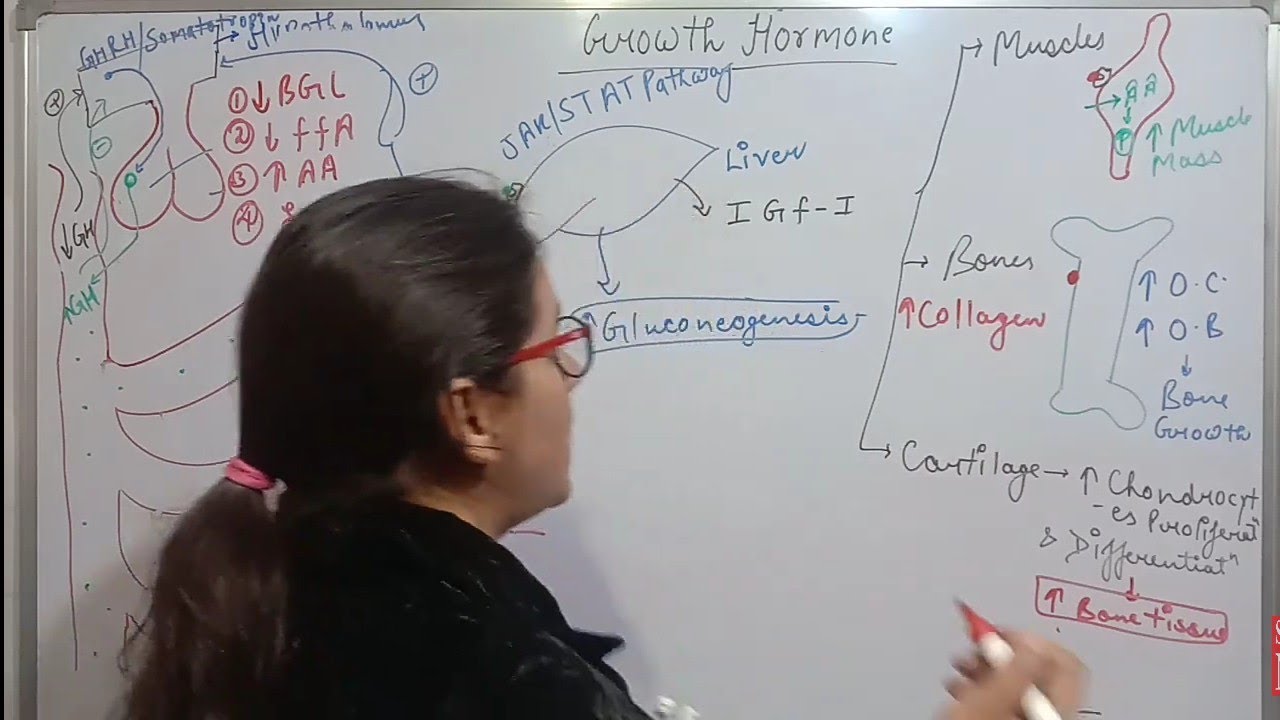 GROWTH HORMONE